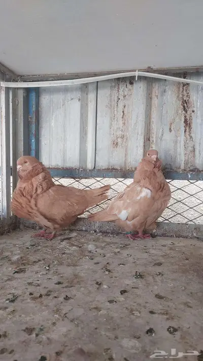 للبيع زوج كشكش خوارج 1
