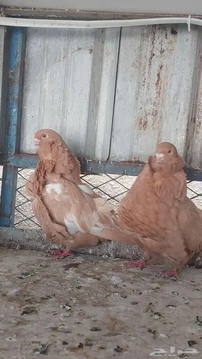 للبيع زوج كشكش خوارج 7