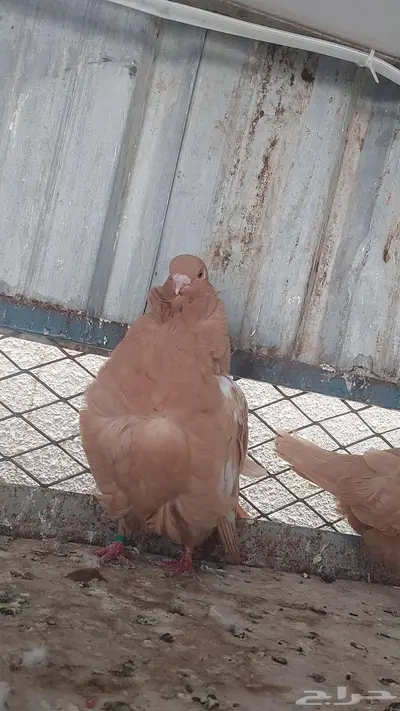 للبيع زوج كشكش خوارج 6