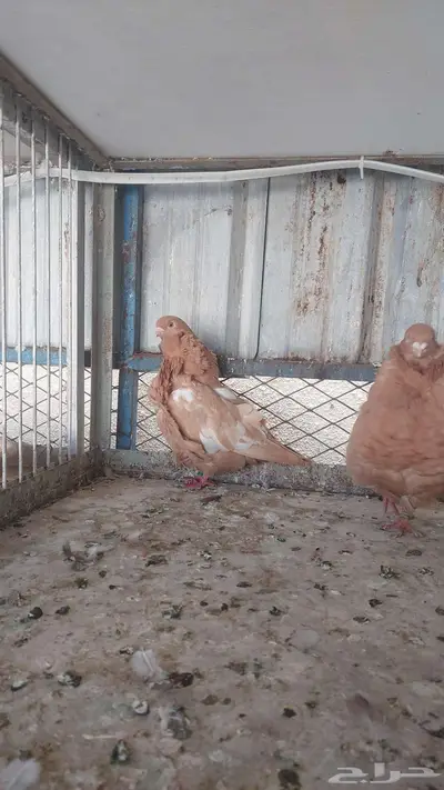 للبيع زوج كشكش خوارج 3