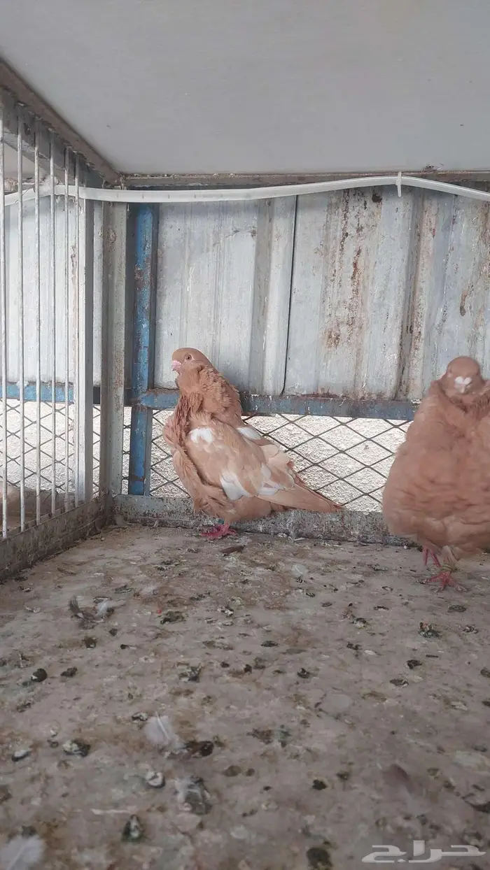 للبيع زوج كشكش خوارج 3