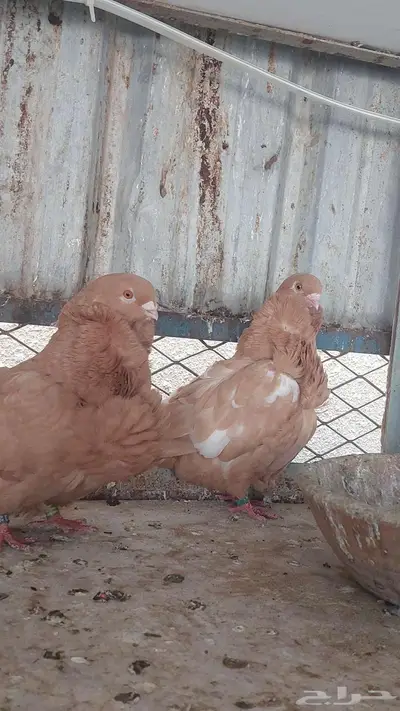 للبيع زوج كشكش خوارج 5