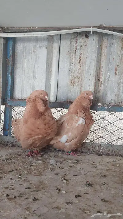 للبيع زوج كشكش خوارج 0