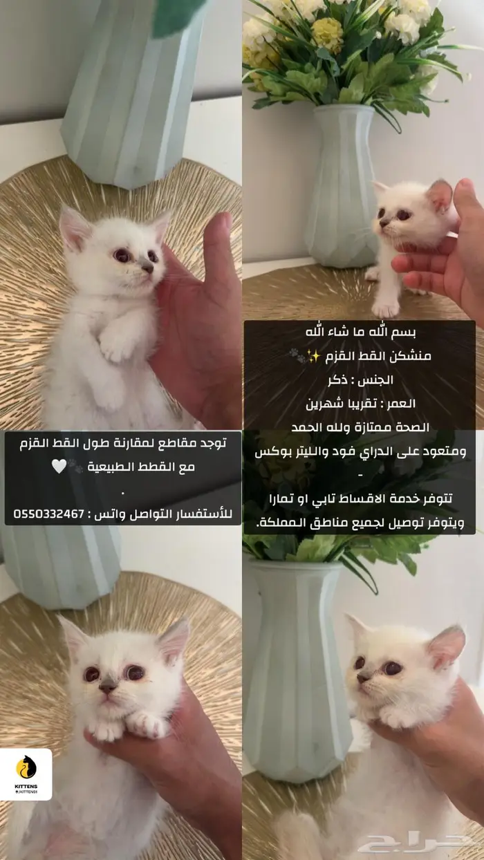 منشكن 0