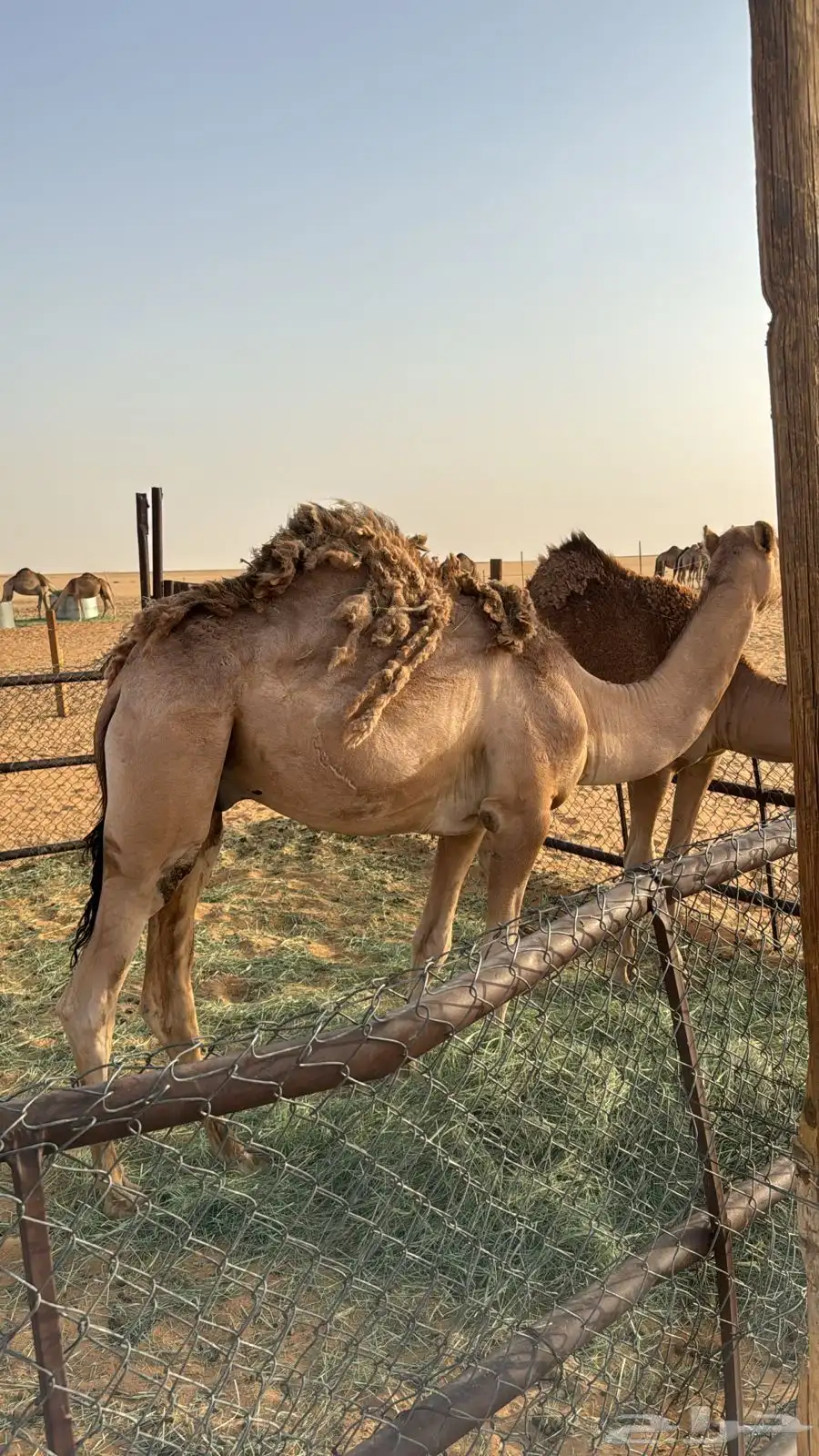 قعود 1