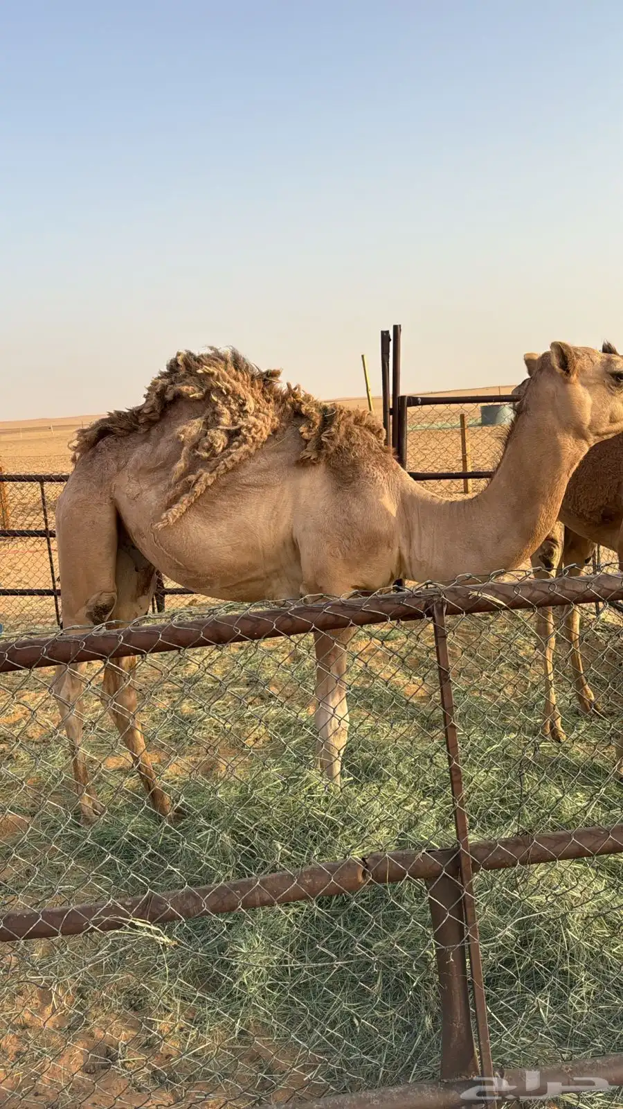 قعود 0