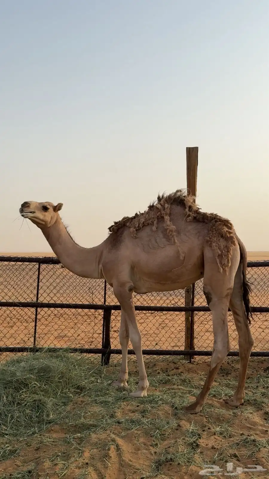 قعود 2
