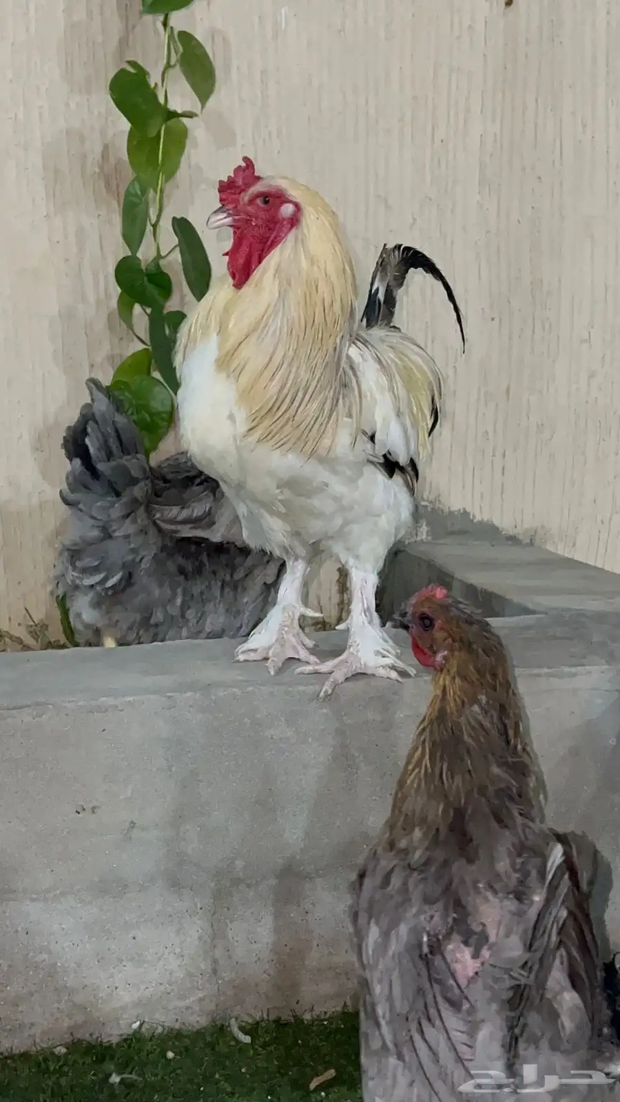 دجاج برهمه اصلي شرط بيض والديك طيب حيل 0