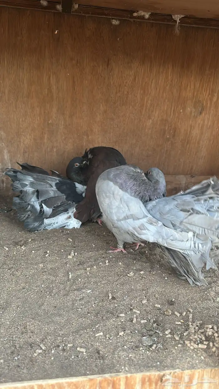 رقاص هولندي فناتيل 4