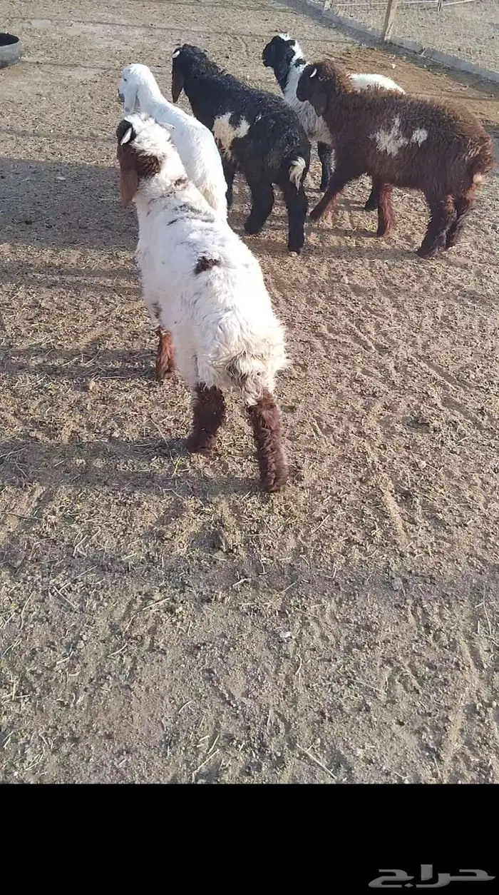 هرافي 21