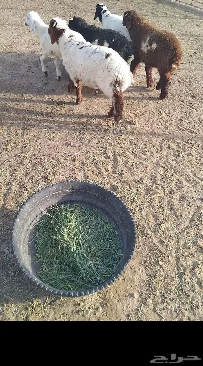 هرافي 45