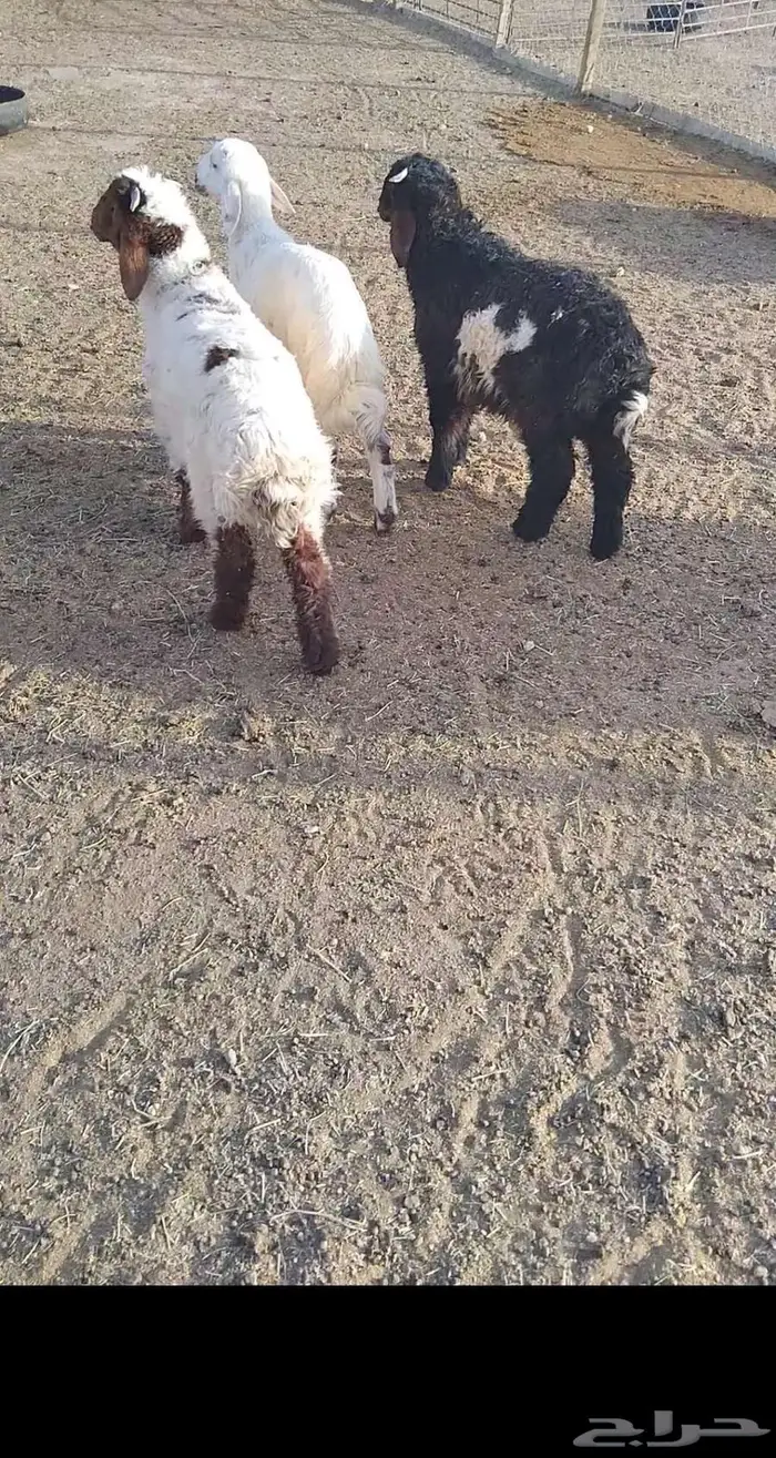هرافي 14