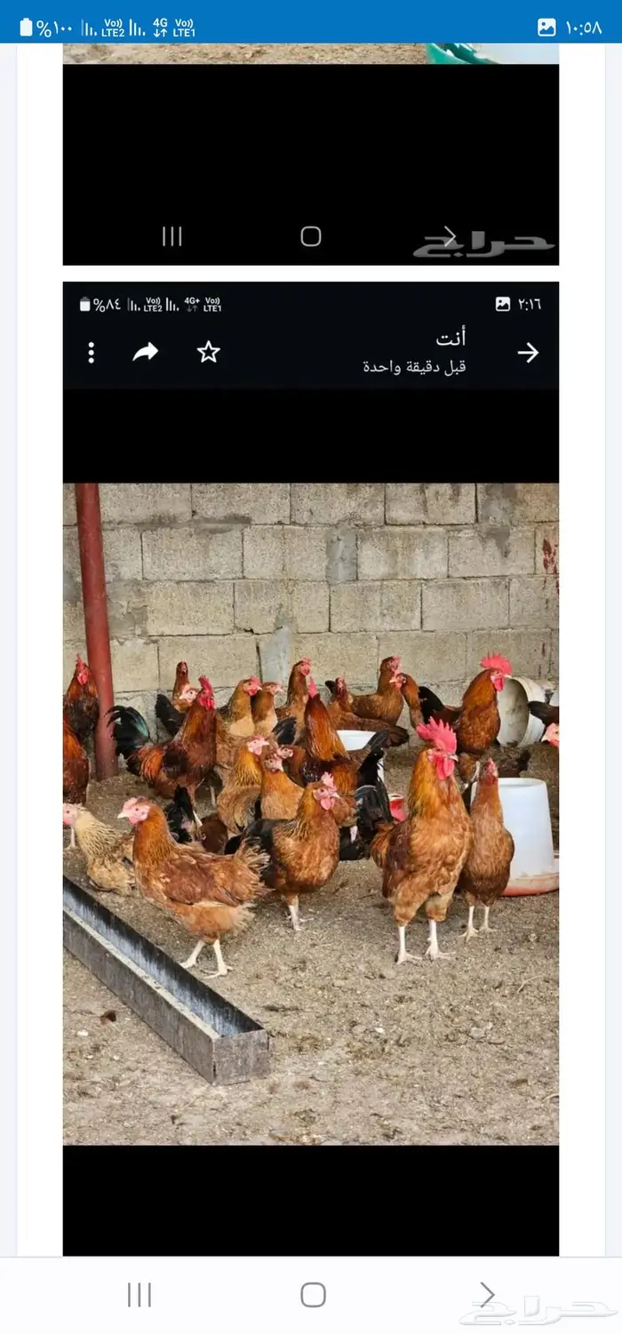 الصوص الفرنسي بأعداد كبيرة واقل الأسعار 2