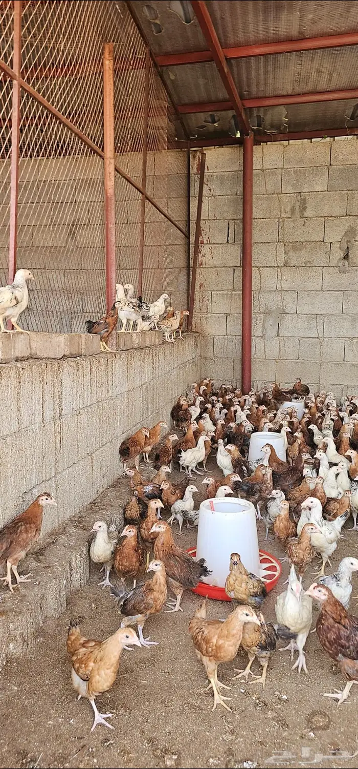 الصوص الفرنسي بأعداد كبيرة واقل الأسعار 1