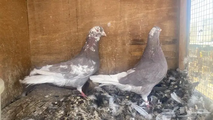 جوزين قطايف ح مر للبيع 3
