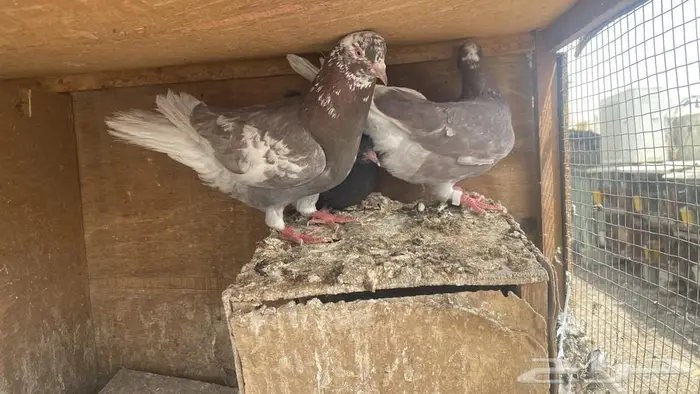 جوزين قطايف ح مر للبيع 7