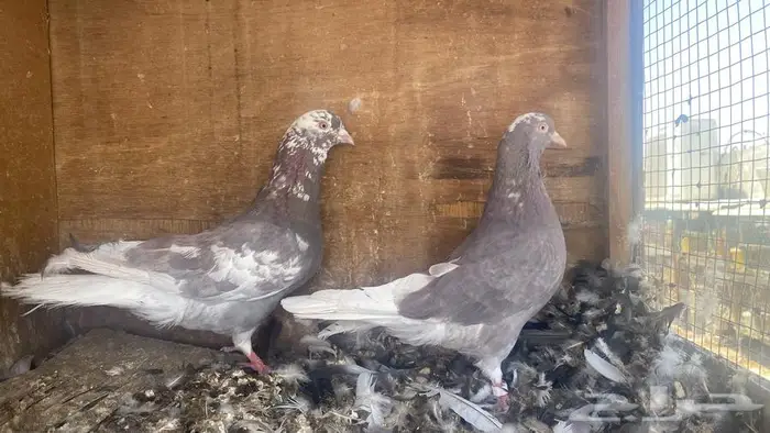 جوزين قطايف ح مر للبيع 0