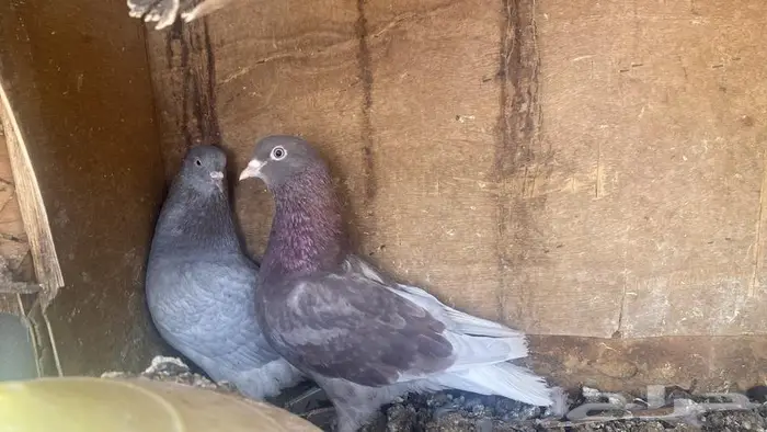 جوزين قطايف ح مر للبيع 4