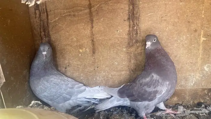 جوزين قطايف ح مر للبيع 2