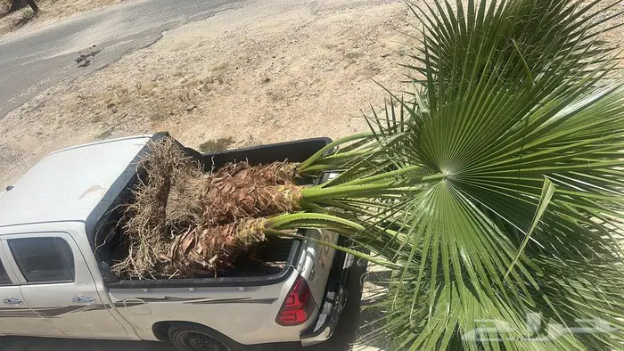 نخل واشنطني طول 3 امتار 0