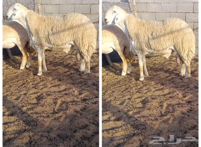 ( تم البيع) ثني صنف من حلال الصياد في أملج 0