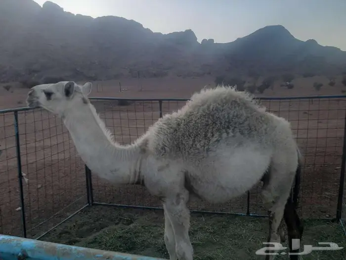 قعود طيب وسمين فل 0