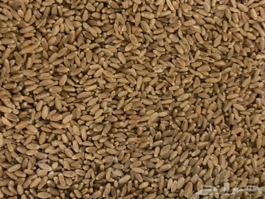 قمح معيا القصيم 0