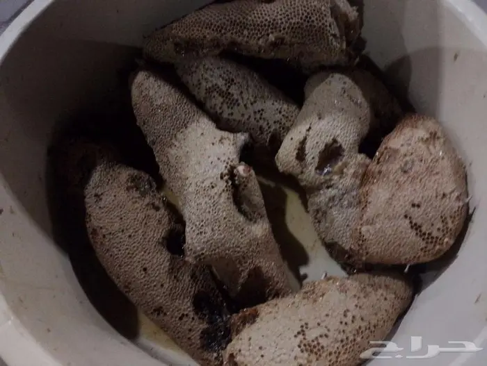 عسل بري حر لايتدخل فيه الانسان 1