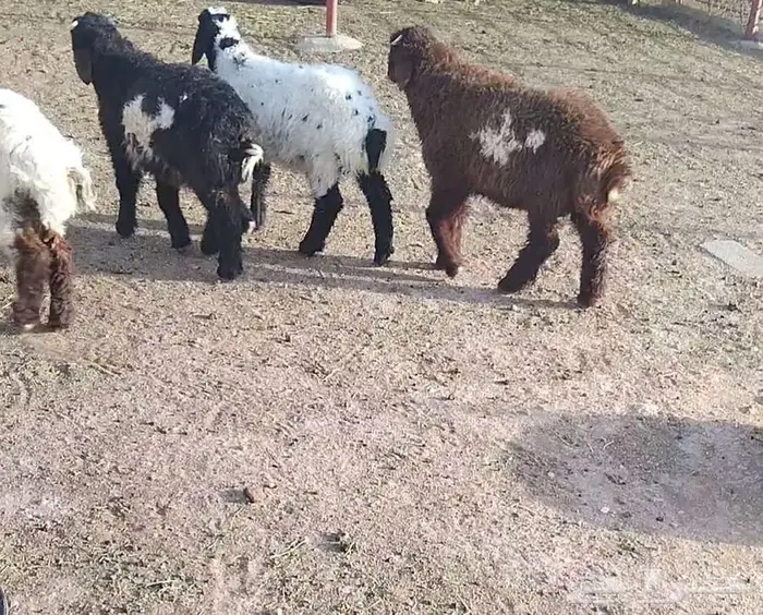 هرافي 1