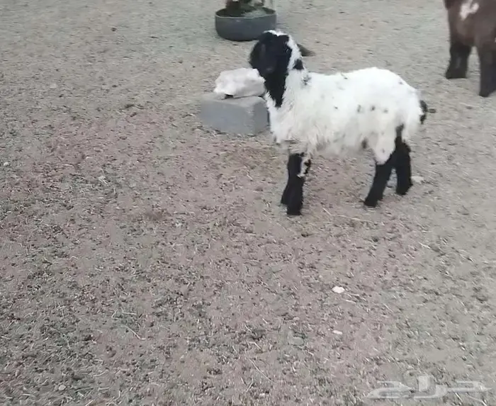 هرافي 2