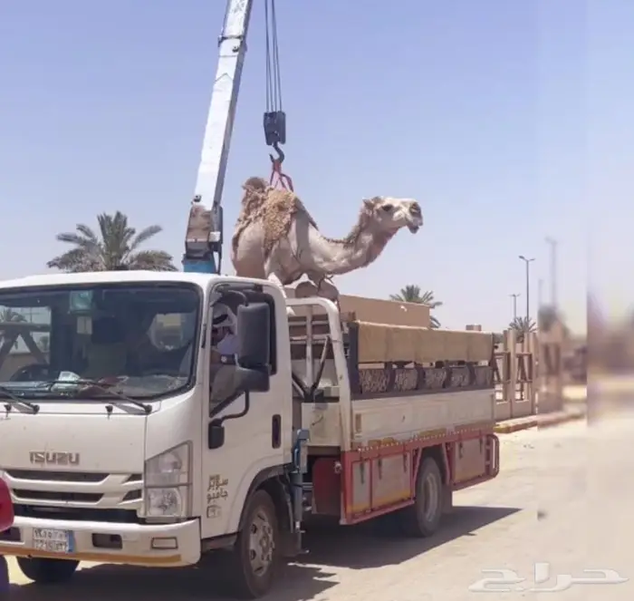 خفوت شقحا كفو منوة الإنتاج سعر مناسب 0
