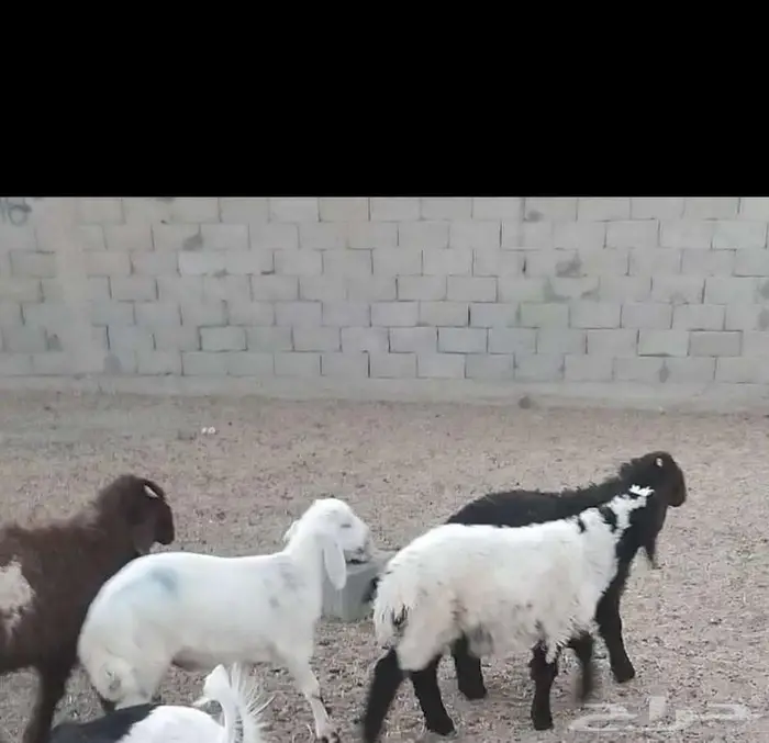 هرافي 29