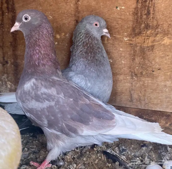جوزين قطايف ح مر للبيع 5