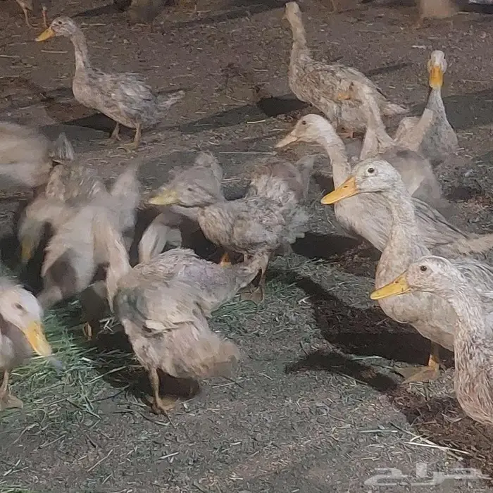 بط بكيني ابيض 0