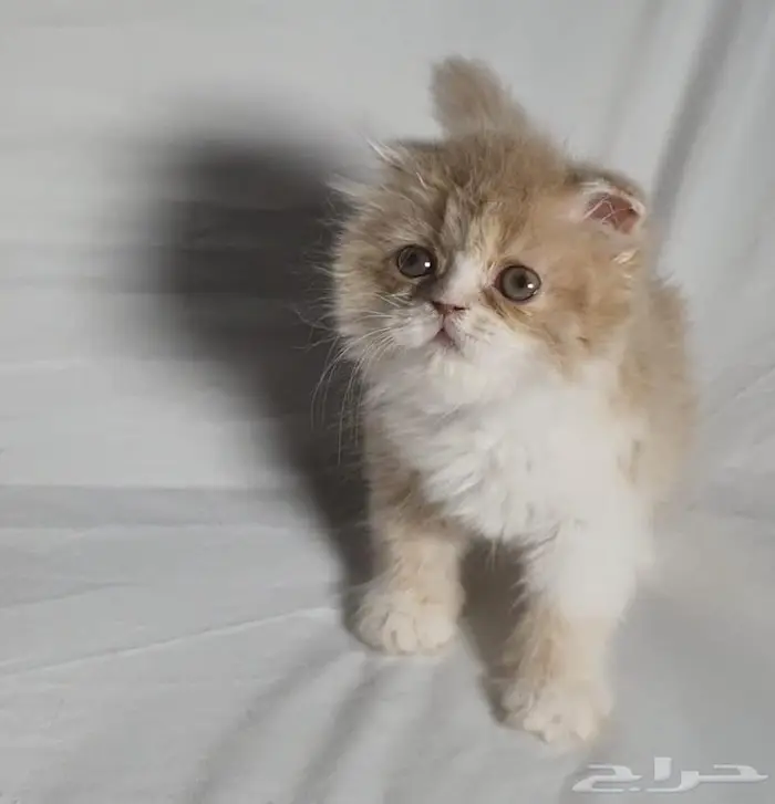 عروض للبيع بسبب التصفيه 2