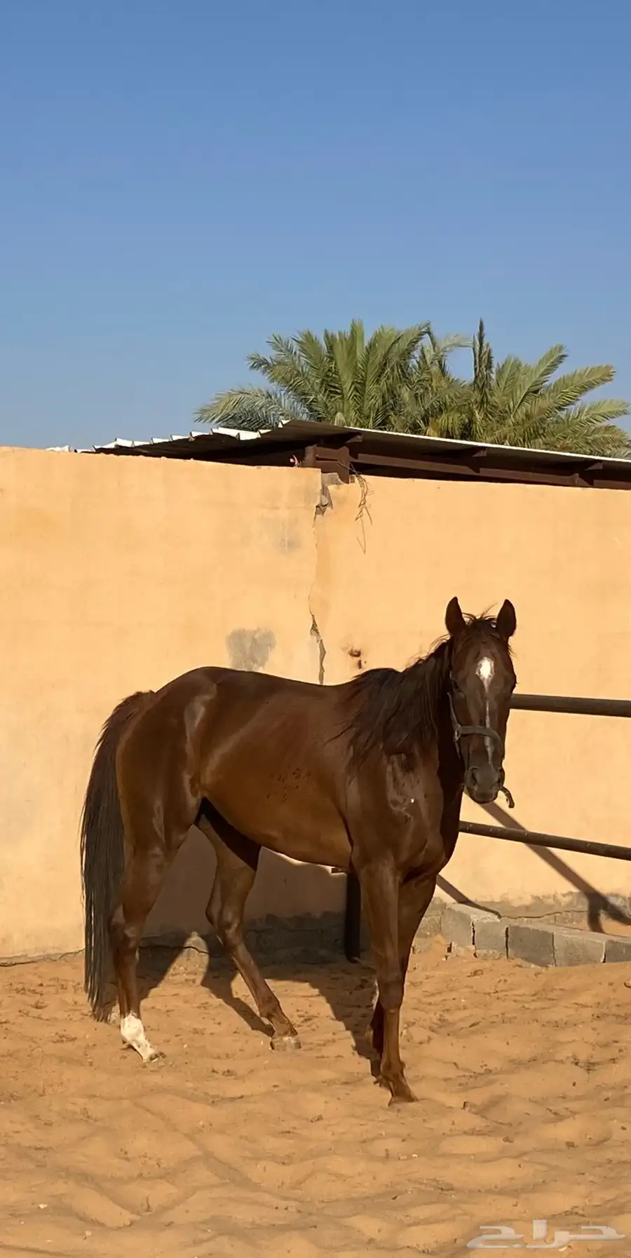 فرس 2