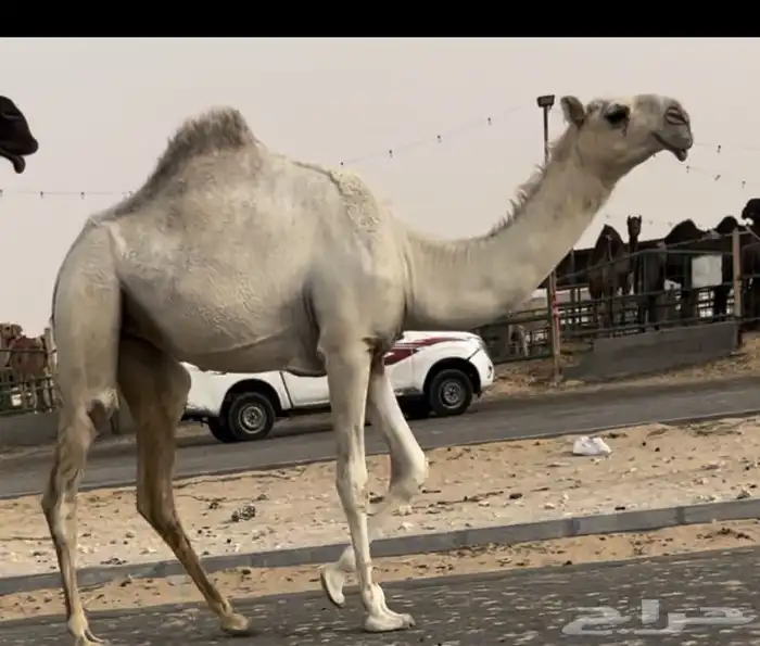وضح مفروده طيبه جدا من سلالت الهدب 0
