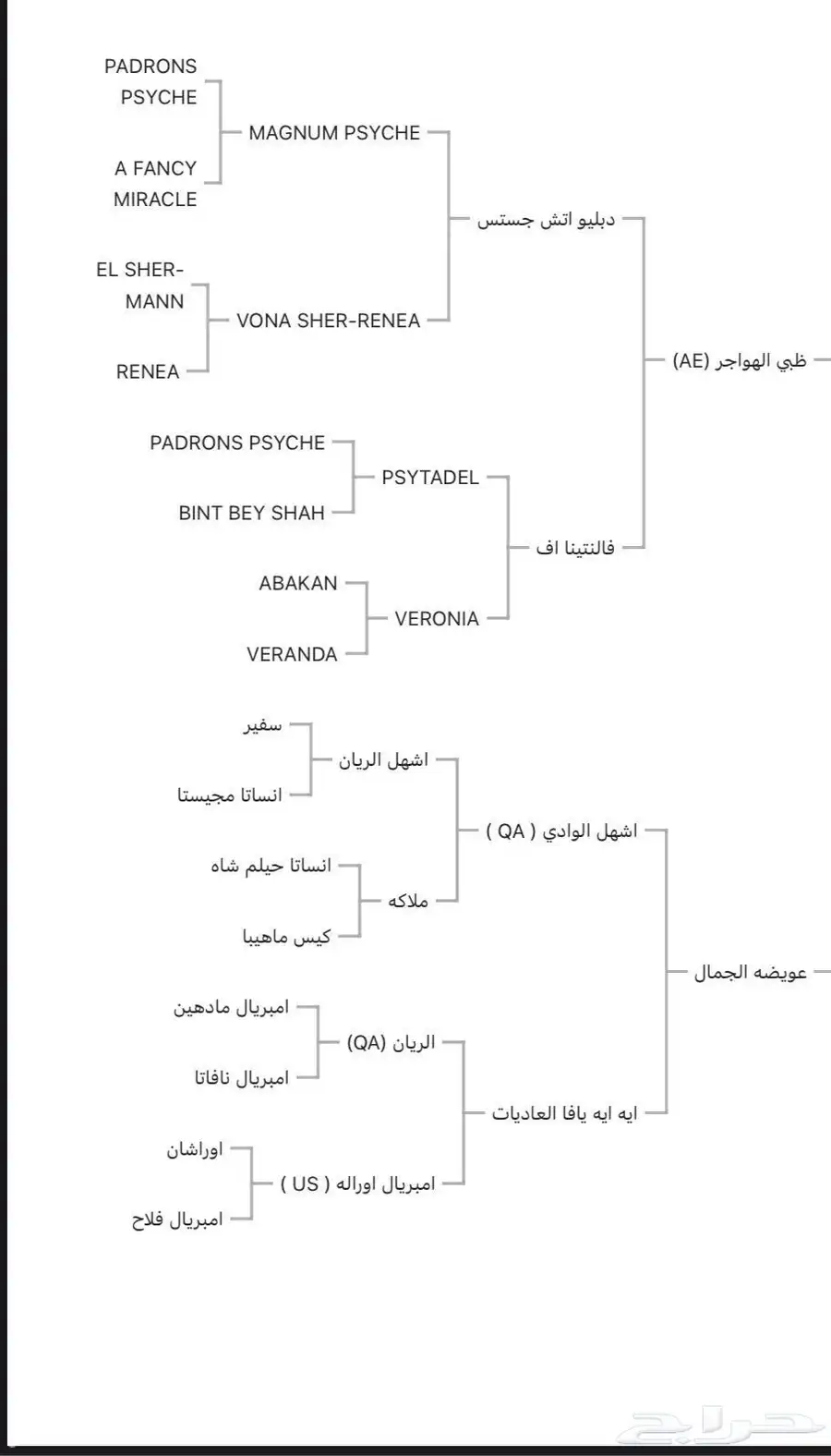 حصان واهو للبيع 2
