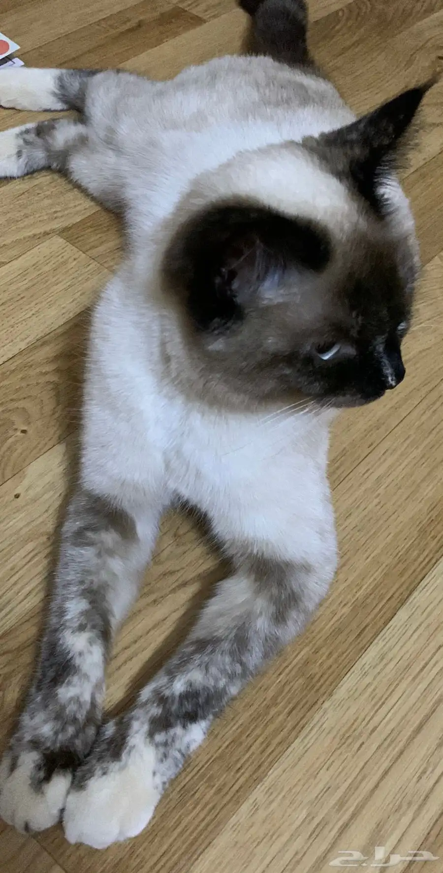 قطه بيع 0
