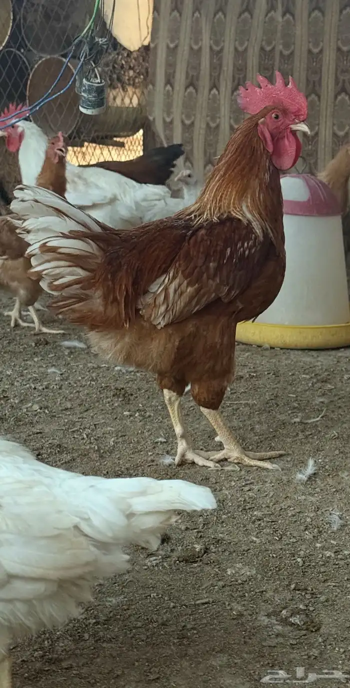 دجاج لوهمان 3