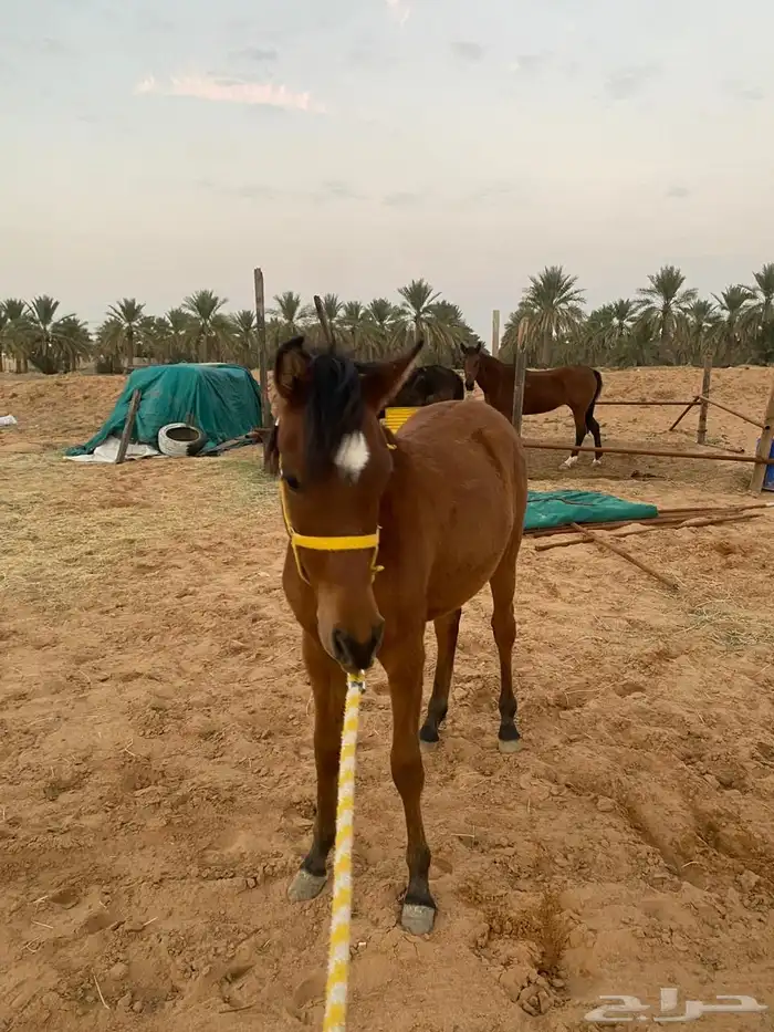 مهر العمر سنه وثمان شهور 11