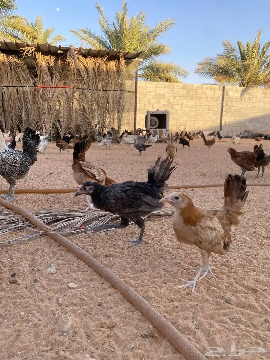 دجاج بلدي بشاير 8