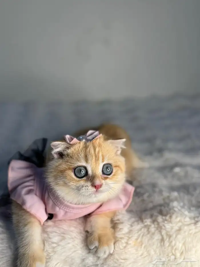 ذكر سكوتش فولد نوع نادر للبيع 2