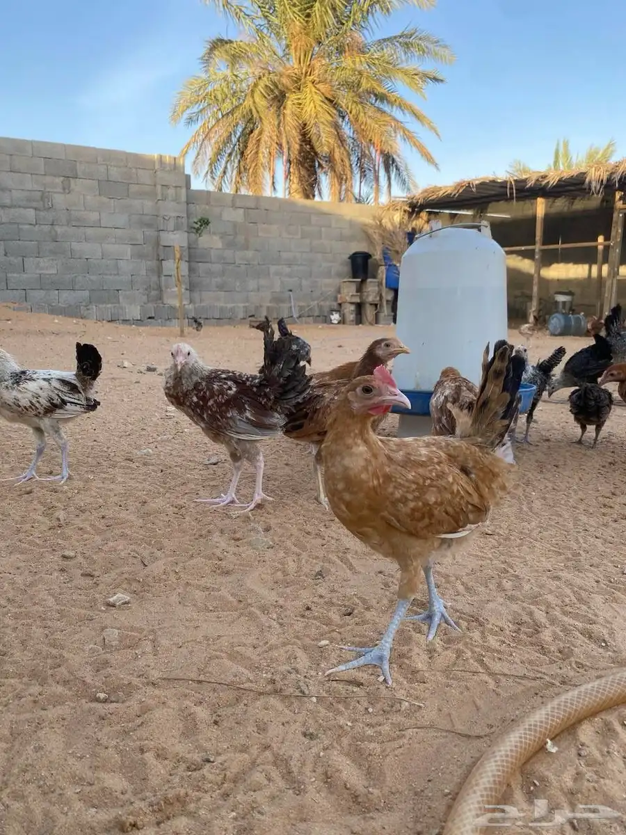 دجاج بلدي بشاير 7