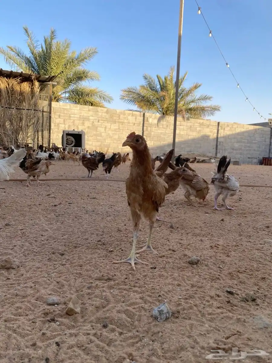دجاج بلدي بشاير 6