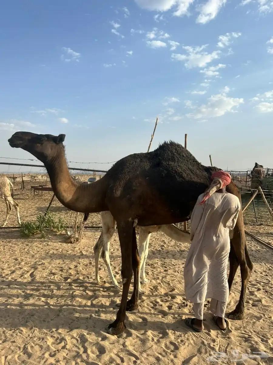 ناقه خلفه 1