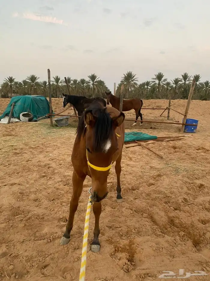 مهر العمر سنه وثمان شهور 8