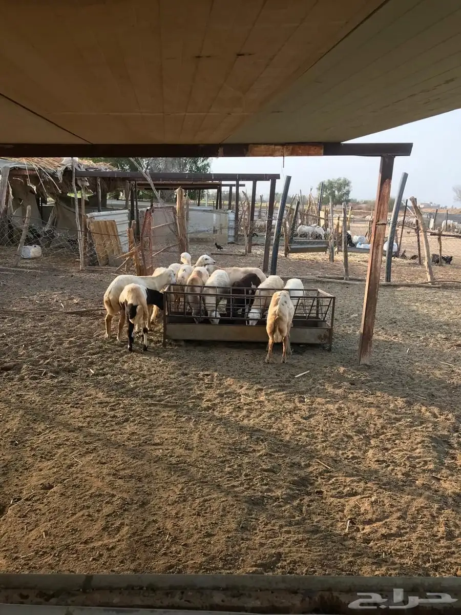فران تربة المزرعه 0