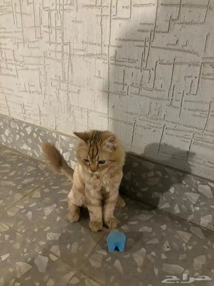 قط شيرازي ذكر 0