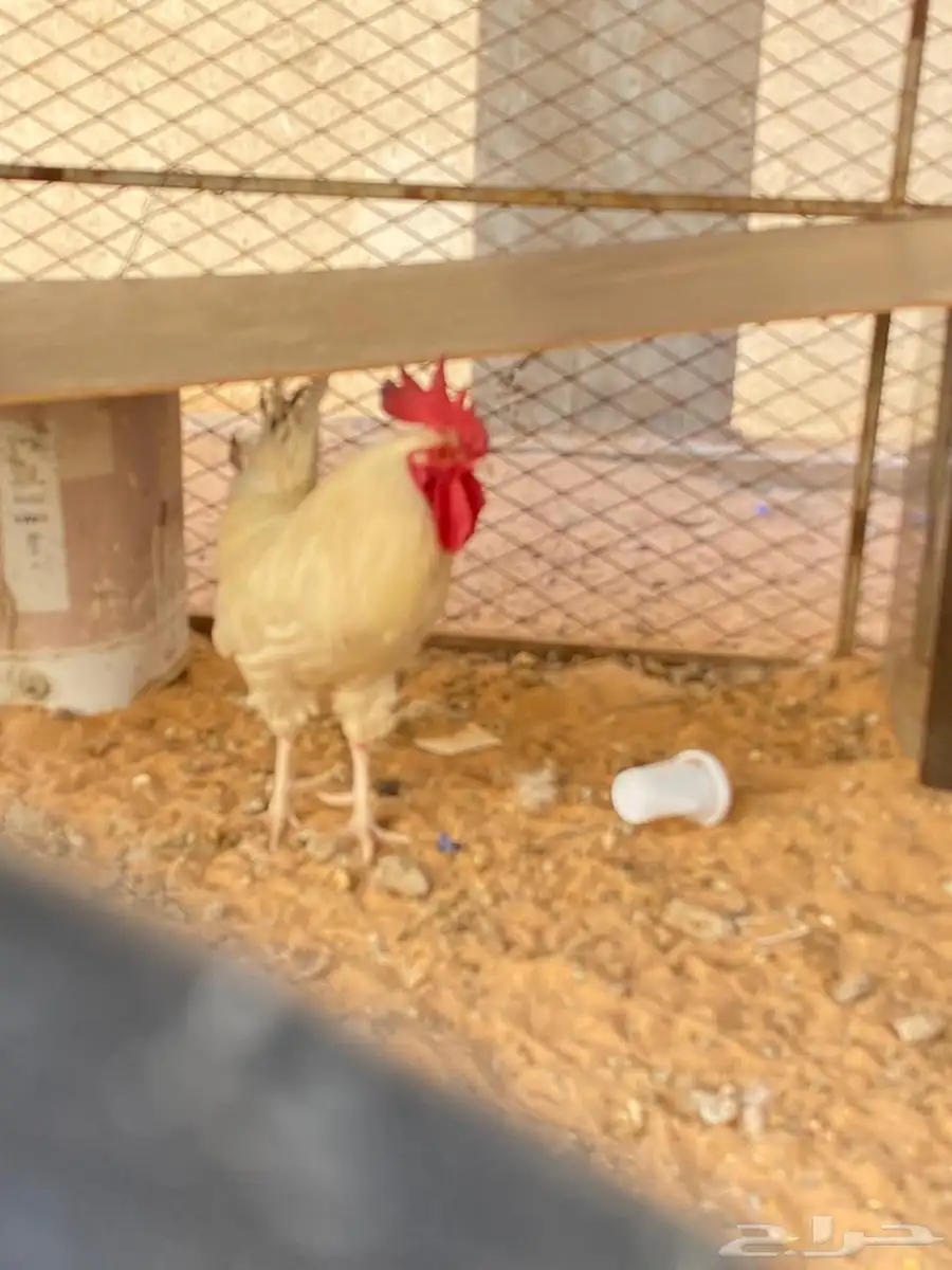 دجاج 0